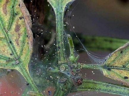 Павутина на баклажанах - як позбавиться від ненажерливих шкідників