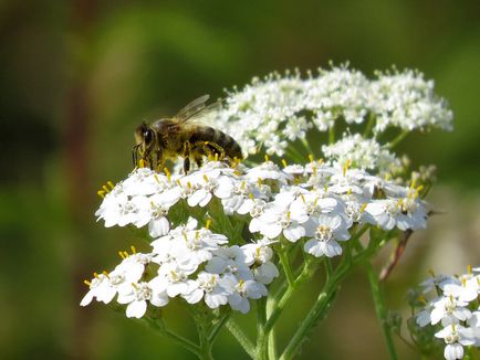 Бджола на квітках деревію звичайного