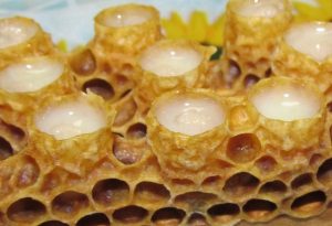 A méhpempő és felhasználása gyógyászati ​​tulajdonságokkal