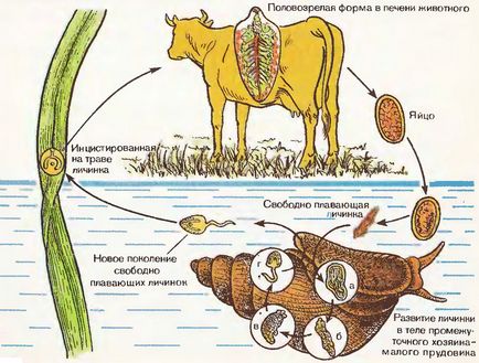 Hepatic fluke, cel mai mare portal de studiu