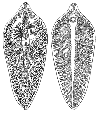 Hepatic fluke - protozoare