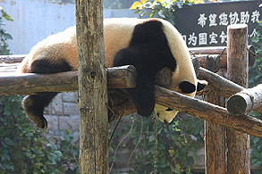 Beijing grădina zoologică din Beijing