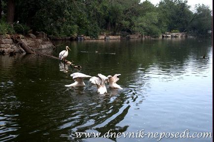 Beijing Zoo, un jurnal de neparticipare