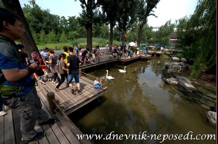Beijing Zoo, un jurnal de neparticipare