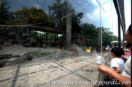 Beijing Zoo, un jurnal de neparticipare