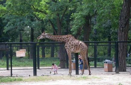 Descriere Zoo Beijing, ore de deschidere, cum să obțineți, recenzii