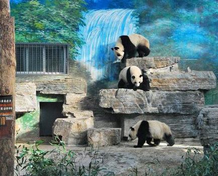 Пекінський зоопарк опис, час роботи, як добратися, відгуки