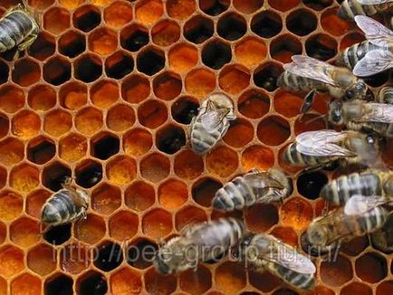 Virágpor jótékony tulajdonságai és alkalmazásai - „minden részletet” (Bee) Virágpor jótékony tulajdonságai és alkalmazásai - „minden részletet”