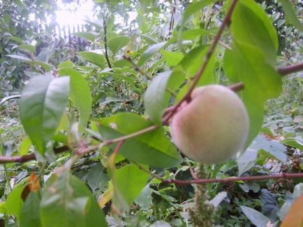 Персики на Уралі це реально, головний фермерський портал - все про бізнес в сільському господарстві