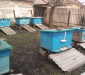 Első tavaszi köröztek méhek, méhészet gyakorlat