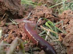 Lecții primare de supraviețuire în pădure