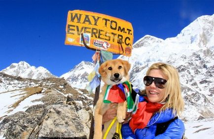 Câine-alpinist poveste incredibilă a unui mongrel care a cucerit muntele