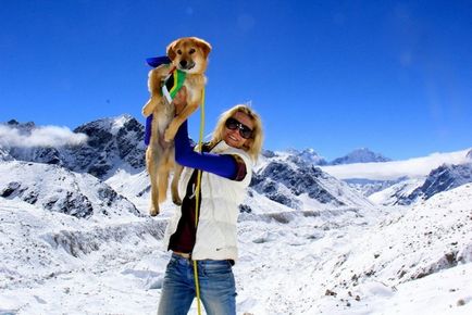 Câine-alpinist poveste incredibilă a unui mongrel care a cucerit muntele