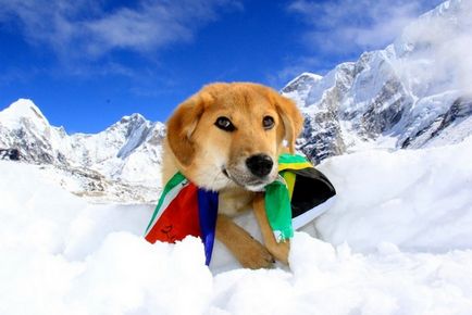 Câine-alpinist poveste incredibilă a unui mongrel care a cucerit muntele