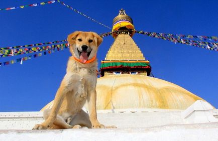 Câine-alpinist poveste incredibilă a unui mongrel care a cucerit muntele