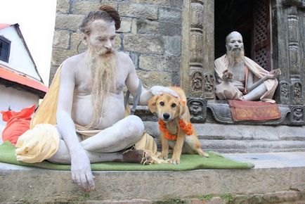 Câine-alpinist poveste incredibilă a unui mongrel care a cucerit muntele