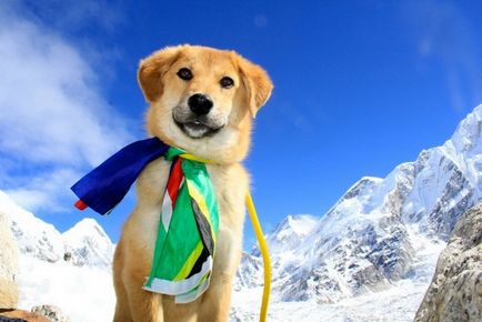 Câine-alpinist poveste incredibilă a unui mongrel care a cucerit muntele