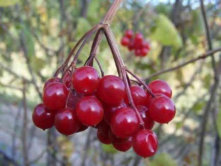 Piesele cu viburnum