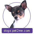 Kennel de pepinieră de câini din Spania din Pomerania și Spania - de la Berendey Sloboda
