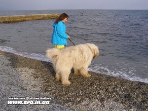 Dél-orosz juhászkutya Kennel Krím Ak-Kaya - nyaralni kutyákkal Krím