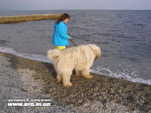 Canisa de câine Ciobănesc de Sud din Crimeea - în vacanță cu câini în Crimeea