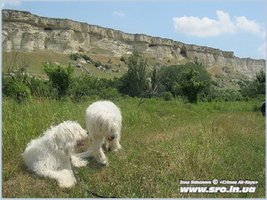 Canisa de câine Ciobănesc de Sud din Crimeea - în vacanță cu câini în Crimeea