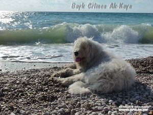 Canisa de câine Ciobănesc de Sud din Crimeea - în vacanță cu câini în Crimeea