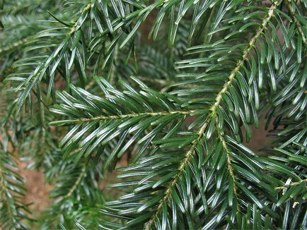 Bord nordmanna (abies nordmanniana) - litera coniferului 