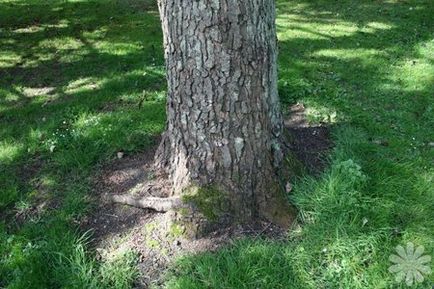 Brad nordmanna (abies nordmanniana) - litera coniferului 