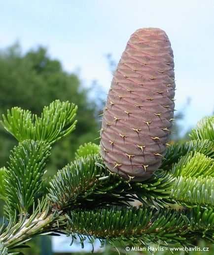 Ялиця Нордманна (abies nordmanniana) - хвойні буква «п» - квітковий портал ваш сад!