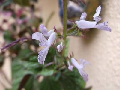 Plektrantus leírás és tippeket növekvő - Flowers Enciklopédia