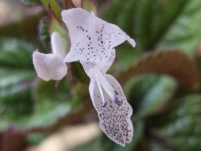 Descrierea și sfaturile Plectrantus privind cultivarea - encyclopedia de flori