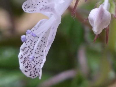 Plektrantus leírás és tippeket növekvő - Flowers Enciklopédia