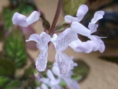 Plektrantus leírás és tippeket növekvő - Flowers Enciklopédia