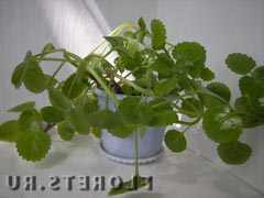 Plectratus Suedeză Ivy Plante de casa