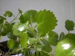 Plectratus Suedeză Ivy Plante de casa
