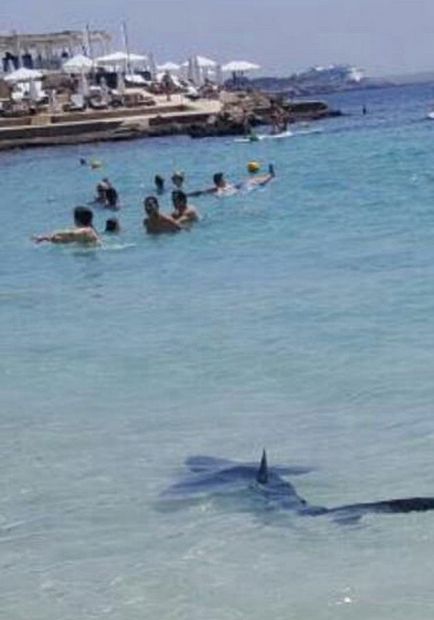 Plajele din Spania ataca rechinii periculosi - vara 2017