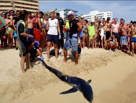 Strandok Spanyolország megtámadta veszélyes cápák - Summer 2017