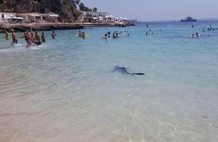 Пляжі іспанії атакують небезпечні акули - літо 2017