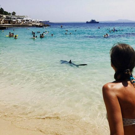 Plajele din Spania atacă rechini periculoși - vara 2017
