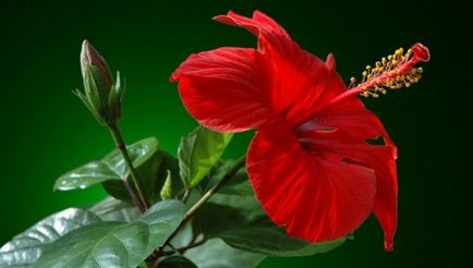 Чому гібіскус або китайську троянду називають квітка смерті
