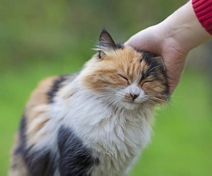 Чому і як коти і кішки видають муркочуть звуки дитяча онлайн енциклопедія «хочу все знати»