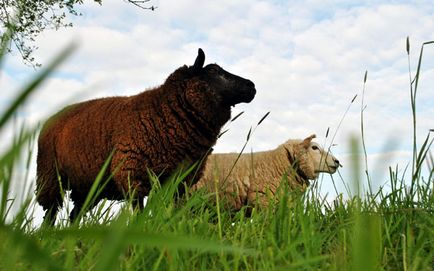 Чому кашляють вівці чому вівця кашляє