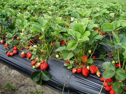 De ce putrezesc căpșunile și cum să facem față - grădină și grădină