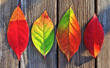 Miért őszi falevelek színe megváltozik kísérlet gyerekeknek