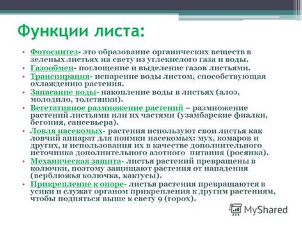 Чому листя на деревах восени змінюють забарвлення експеримент для дітей