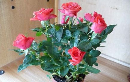 De ce un trandafir miniatur adesea moare după ce a cumpărat cum să o evite