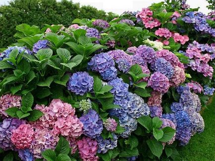 De ce nu floare hortensia, problemele femeilor