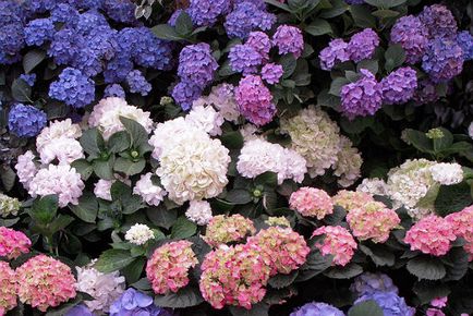 De ce nu floare hortensia, problemele femeilor