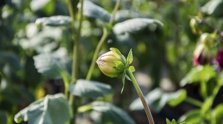 De ce nu înflorește dalii - 7 motive posibile, în grădina de flori ()
